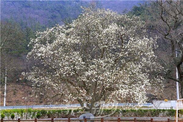 진도군 석교초, 100년의 백목련...인자한 자태로 맑고 고운 꽃 피워 기사의 사진