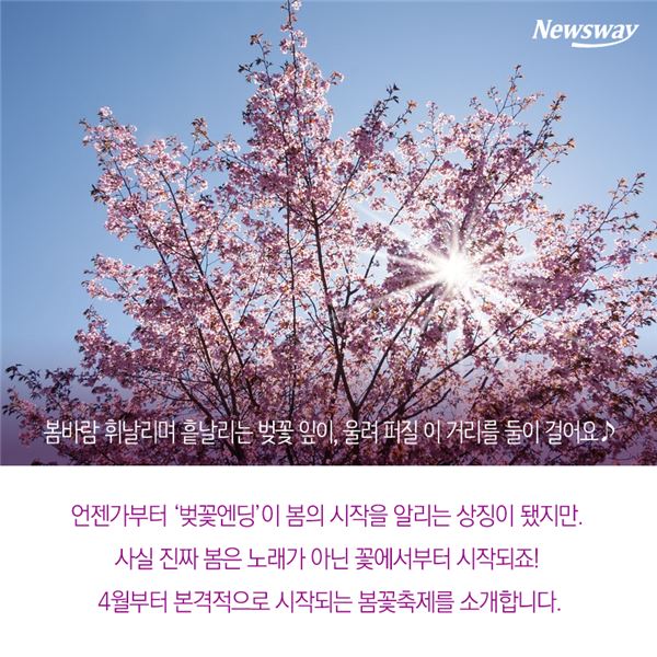  봄 알리미 ‘봄꽃축제’ 총정리···‘드루와 드루와’ 기사의 사진