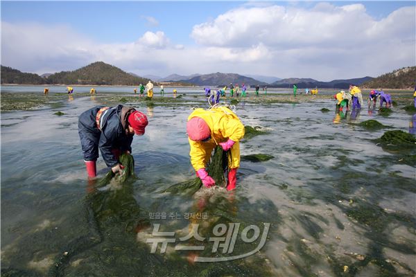 지난해 열린 '청학동 바다축제 때 체험객들이 파래 등 해초류를 채취하고 있다.