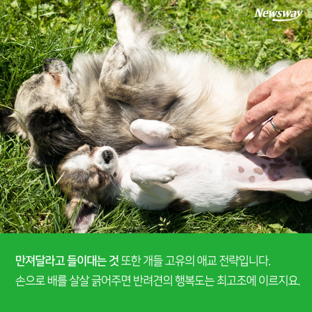  개 vs 고양이, 심쿵 매력 대결 기사의 사진