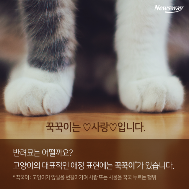  개 vs 고양이, 심쿵 매력 대결 기사의 사진