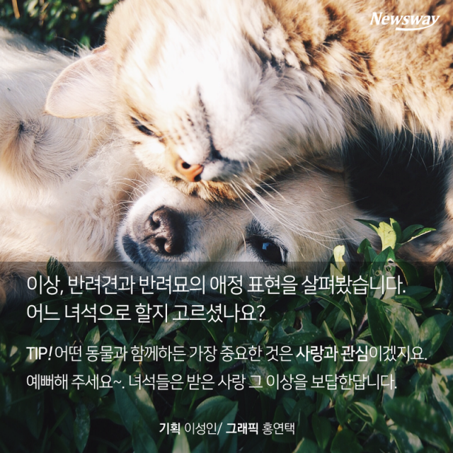  개 vs 고양이, 심쿵 매력 대결 기사의 사진