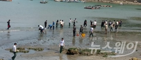완도군, 청정해역 보전··· 잘피 이식으로
