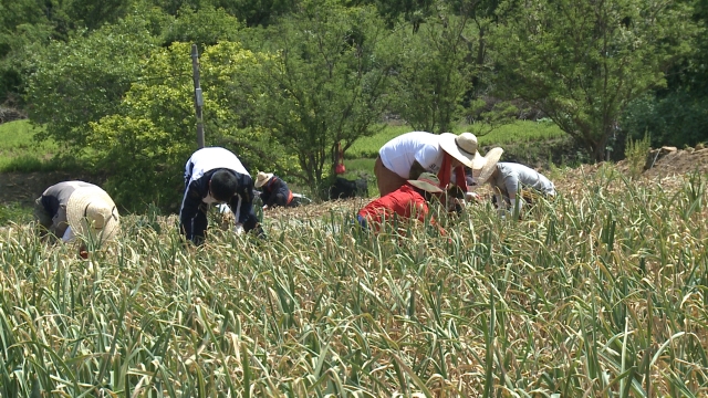 고흥군 공무원들이 20일 포두면 마늘밭에서 마늘수확을 돕고 있다.
