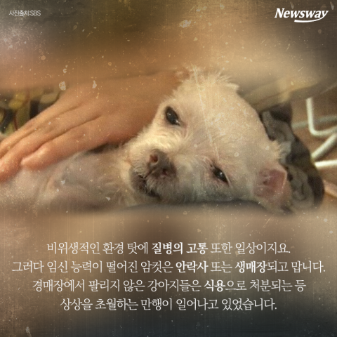 동물 학대 최대 징역 2년···‘개파라치’ 시행 연기 재검토