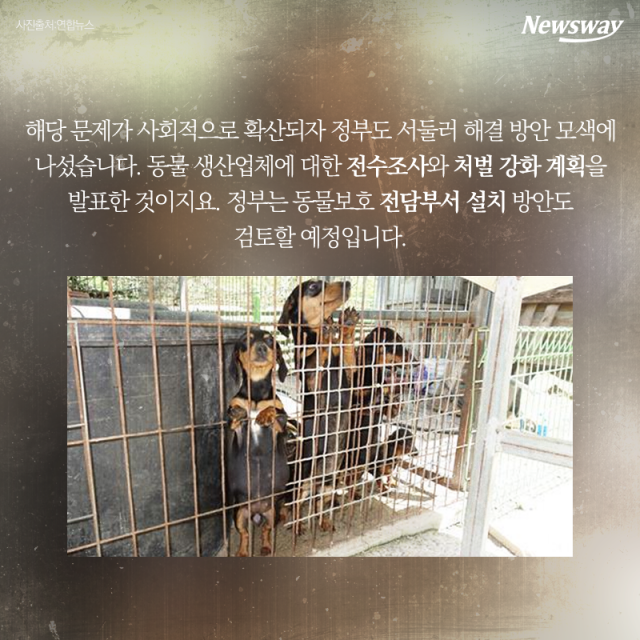  강아지 공장, 강제 교배에 생매장까지···비극의 끝은? 기사의 사진