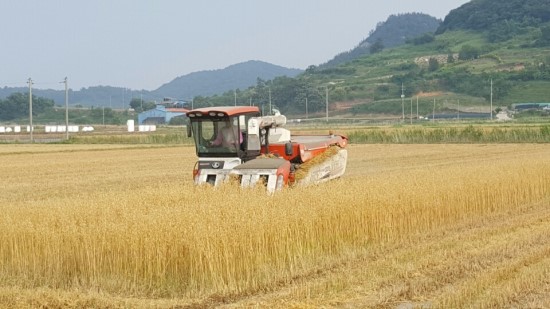 고흥군, 세계 10대 슈퍼푸드 ‘쌀 귀리’ 본격 수확