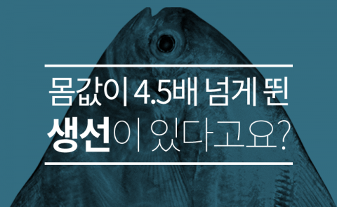  몸값이 4.5배 넘게 뛴 생선이 있다고요?