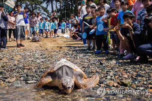 남해바다서 구조된 바다거북 1년 만에 방류 진행. 사진=연합뉴스