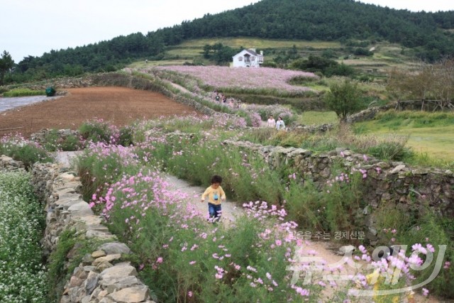 완도군, '청산도' 코스모스·메밀 팜 아트 단지조성