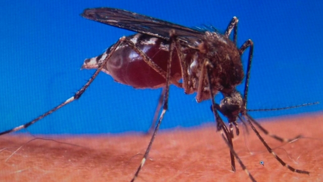 질병관리본부, 전국 일본뇌염 경보···“모기 많은 지역서 활동 자제” 당부