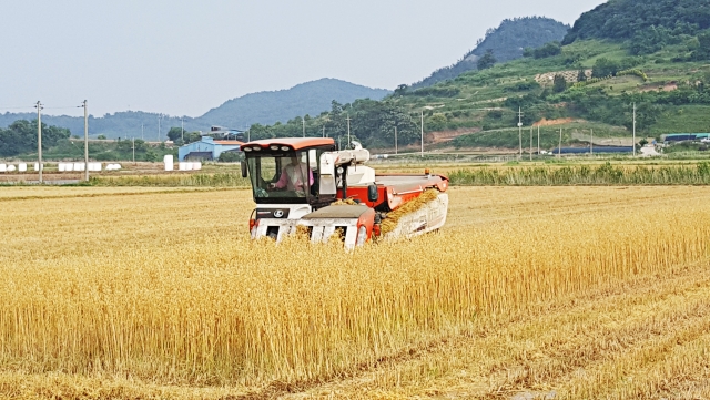고흥군이 ‘쌀귀리’를 수확하고 있다.