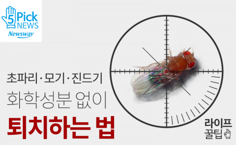  초파리·모기·진드기, 화학성분 없이 퇴치하는 법