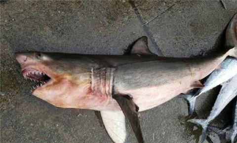 영덕 앞바다서 상어 발견, 잡식성에 성질 난폭···해수욕객 주의