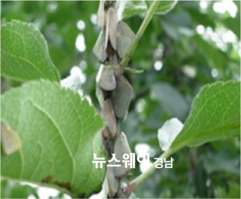 경남농업기술원, 돌발해충 긴급방제 지원