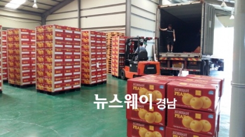 진주 햇배 올해 대만에 첫 수출