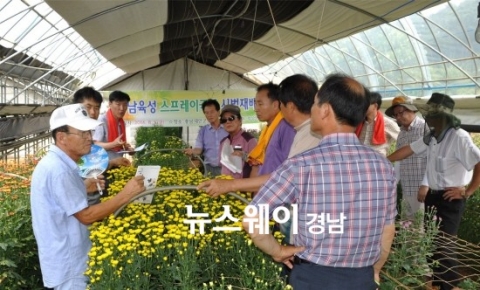 경남산 스프레이국화 ‘전국’ 보급 나서