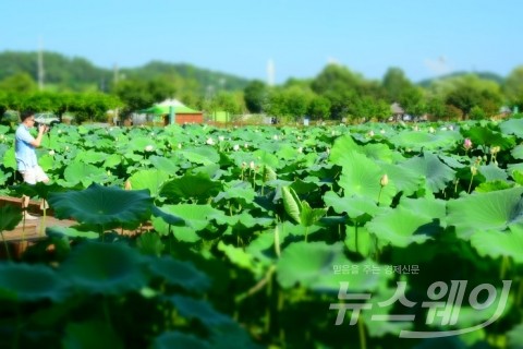 성년 무안연꽃축제, 여름 대표축제로 ‘우뚝’