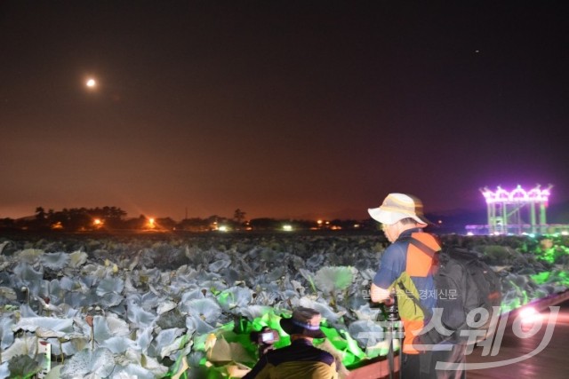 축제개막 전날 늦은 밤 사진작가들이 백련의 모습을 카메라에 담고 있다.