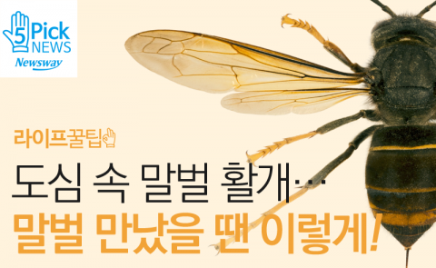  도심 속 말벌 활개···말벌 만났을 땐 이렇게!