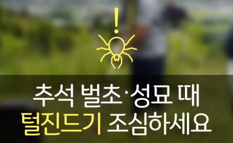  추석 벌초‧성묘 가면 이 벌레 꼭 있다