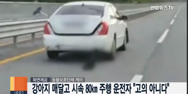 강아지 매달고 시속 80km로 달린 운전자, 동물 학대 논란. 사진=연합뉴스TV 캡쳐