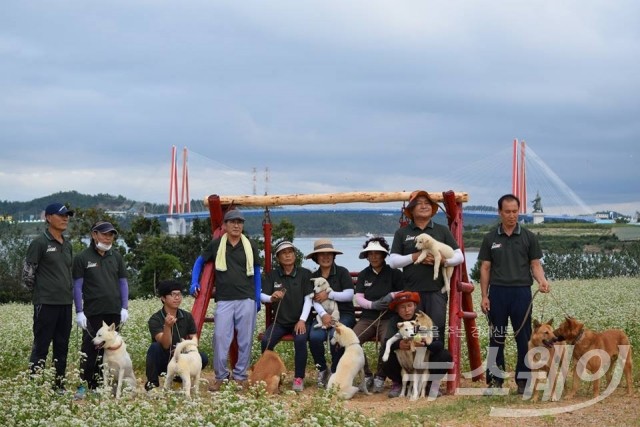 메밀꽃밭 체험장에서 진도개 공연단이 포즈를 취하고 있다.