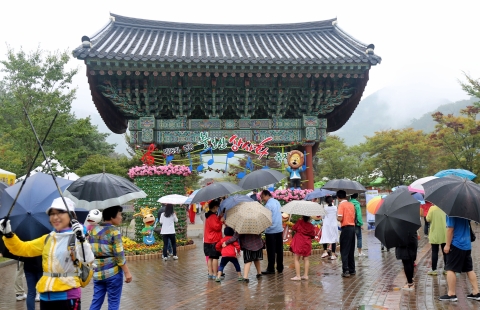 영광불갑산상사화축제 궂은날씨에도 대성황