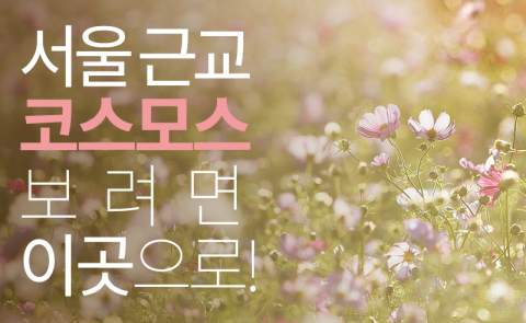  서울 근교 코스모스 보려면 이곳으로!
