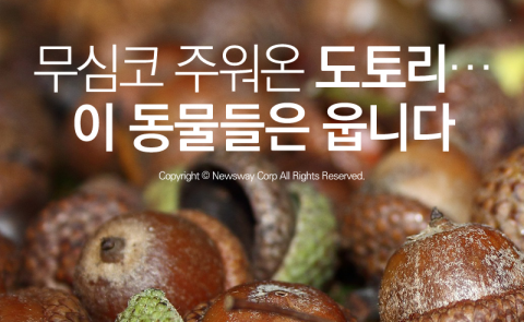  무심코 주워온 도토리···이 동물들은 웁니다
