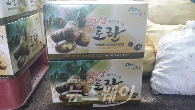 추석 때보다 더 오른 곡성토란가격, 웬일? 기사의 사진