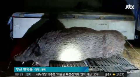 부산 도심에 또 멧돼지 출몰···몸무게 300㎏, 크기 2ｍ