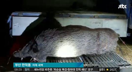 부산 도심에 멧돼지 출몰. 사진=JTBC 뉴스 캡쳐