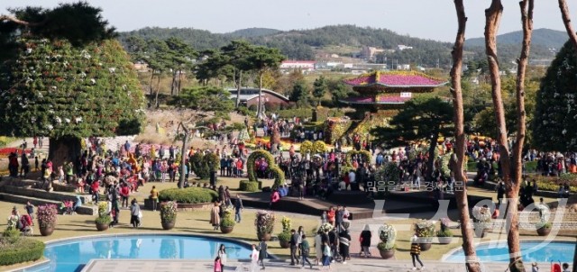 주말 인파몰린 함평국향대전 기사의 사진