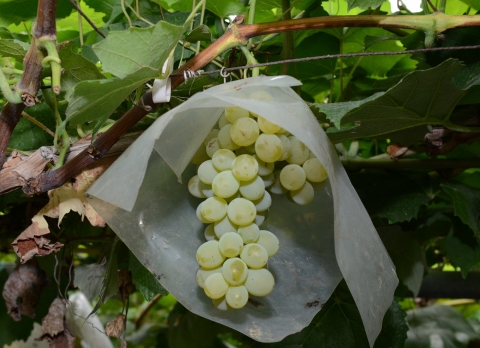 NH손보, 양파·포도 농가 특화보험 출시