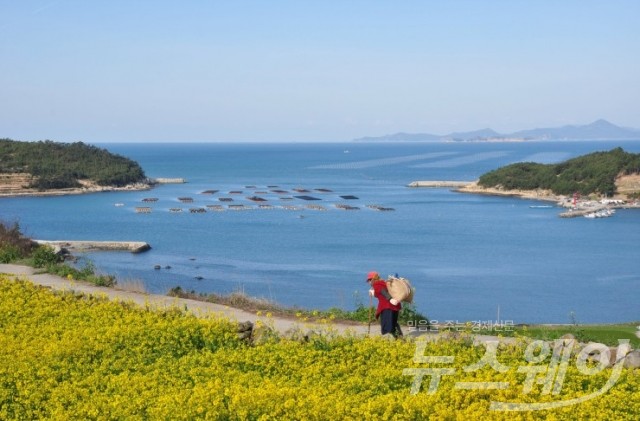 완도군, 청산도 슬로걷기 성공축제···유채 파종