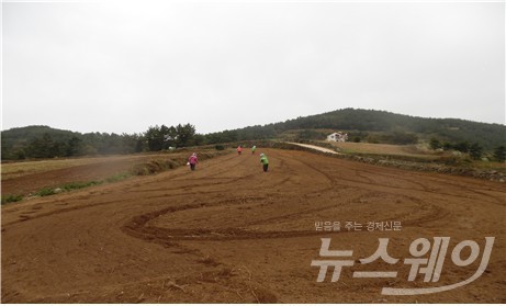 내년 4월에 열리는 청산도 슬로걷기 성공축제를 위해 유채파종을 하고 있다.