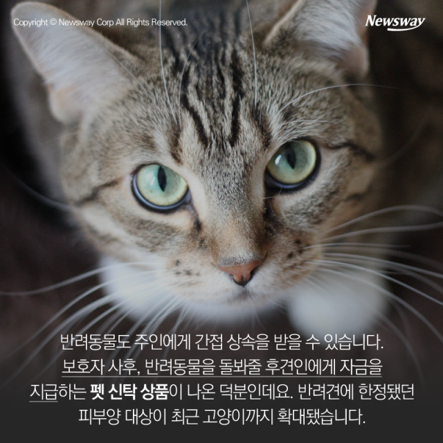  ‘유치원 가는 고양이’···반려동물 산업의 진화 기사의 사진