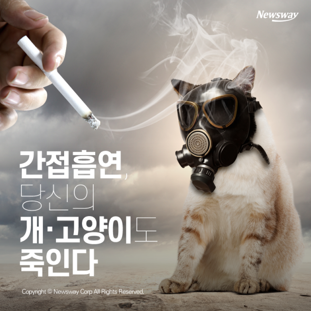  간접흡연, 당신의 개·고양이도 죽인다 기사의 사진