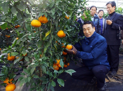 레드향 평가회와 수확체험