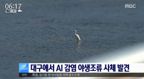 대구서 AI감염 큰고니 사체 발견