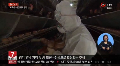 화성 남양읍 산란계 AI 감염···4만8천여마리 살처분 계획