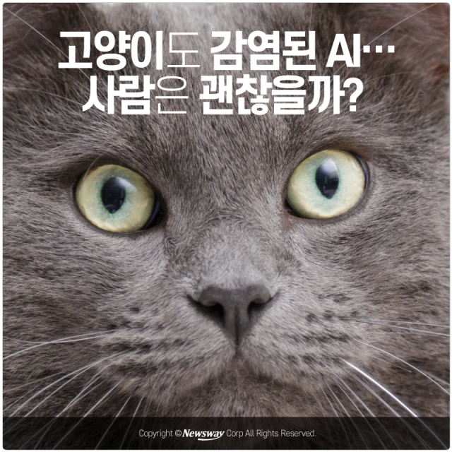  고양이도 감염된 AI···사람은 괜찮을까? 기사의 사진