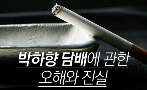  박하향 담배에 관한 오해와 진실