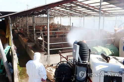 충북 보은서 또 구제역 의심신고 접수···소 3마리 살처분  사진=연합뉴스 제공