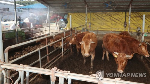 경기 연천 사육농장 구제역 ‘A’ 확진···보은과 정읍은 ‘O’형 사진=연합뉴스 제공