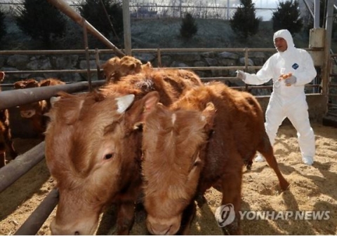 구제역, 소 654마리 살처분···7년전 3조 피해 되풀이 막으려면