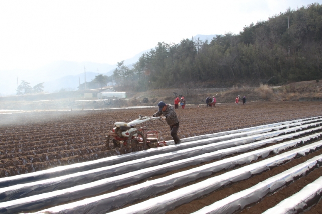 보성군 농민이 2월 감자 파종을 하고 있다.
