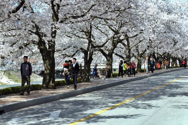정읍시, 벚꽃과 함께하는 싱그러운 봄축제 개최 기사의 사진
