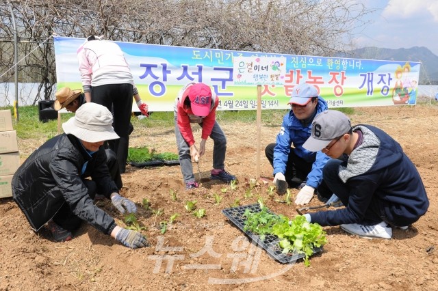 장성군이 운영한 주말 텃밭농장(사진=장성군)